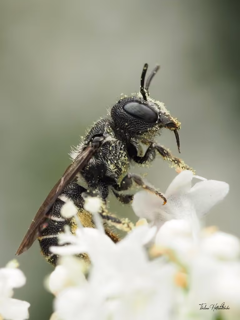 Carinate Armored-Resin bee, photo 1 of 5