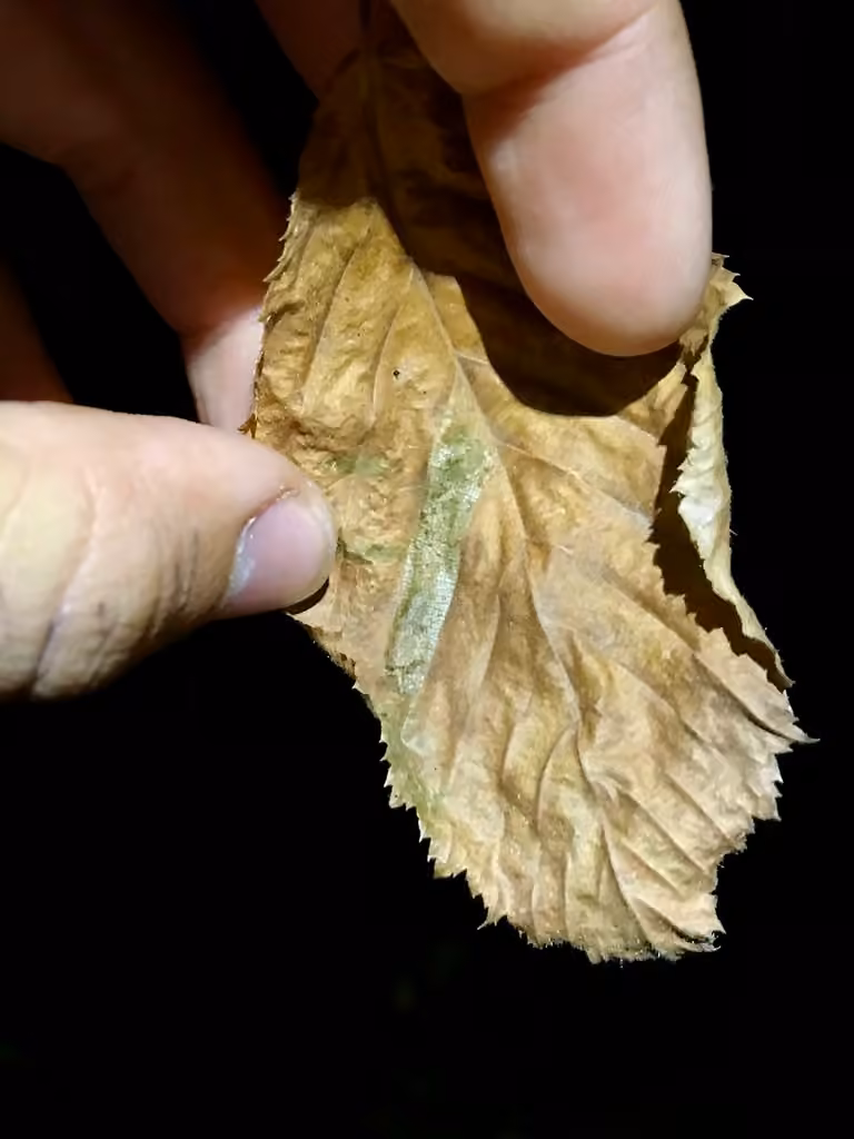 Wrinkled Hophornbeam Blotch Miner Moth, Pupa