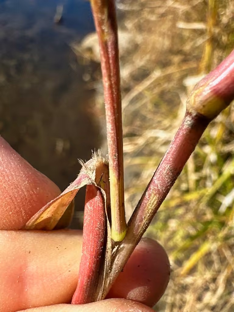 Autumn Millet, In fruit