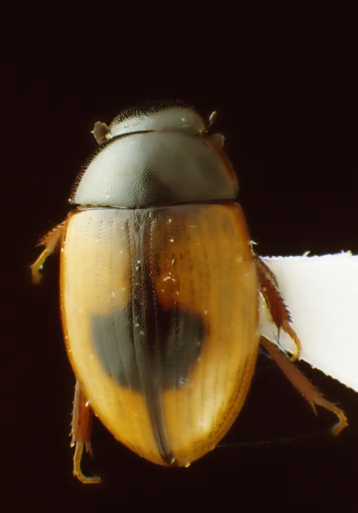 Single-spotted water scavenger beetle, photo 3 of 3