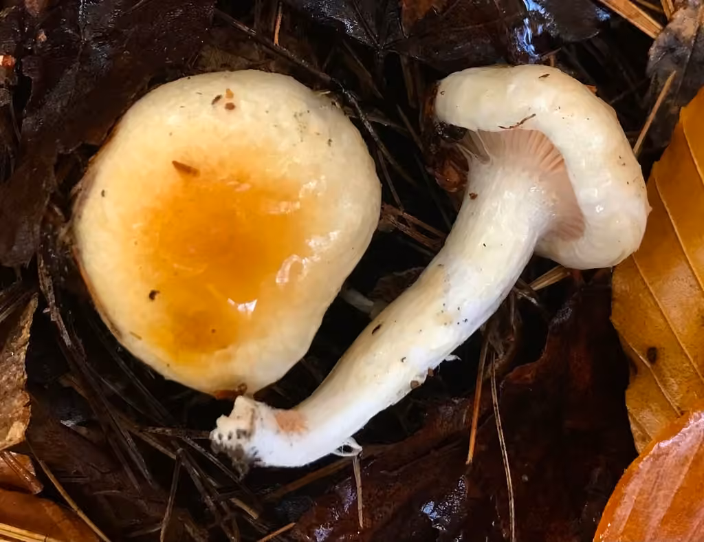 Hygrophore à disque jaune, photo 2 sur 5