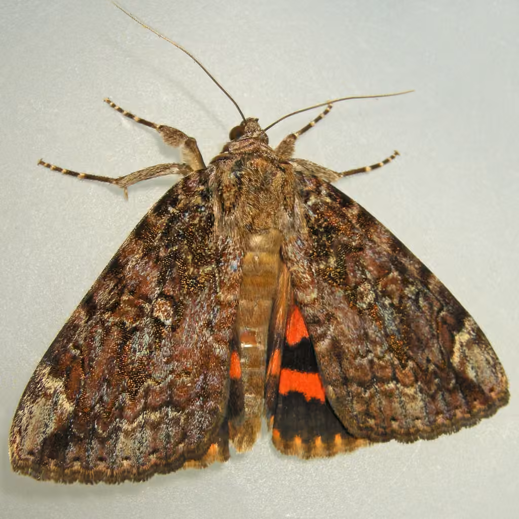 Betrothed Underwing, photo 1 of 5