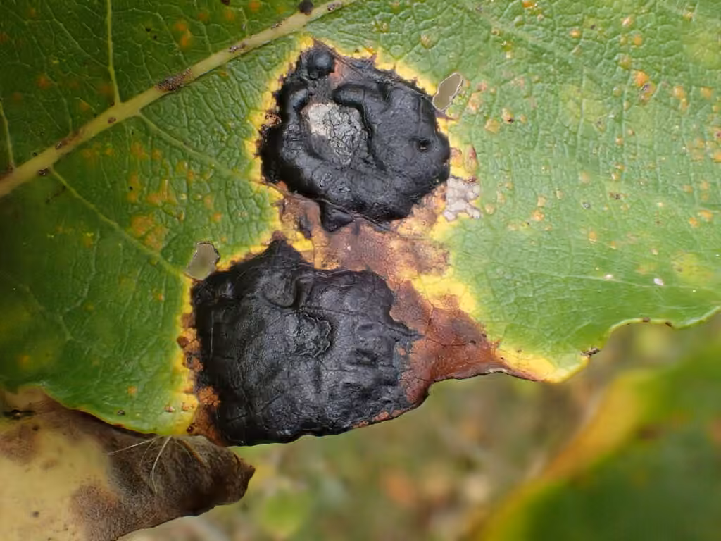 Rhytisma des saules