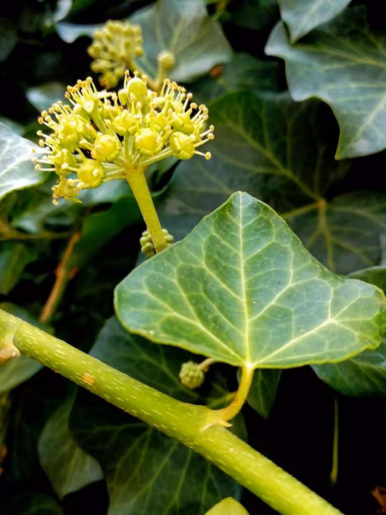 English ivy, In flower