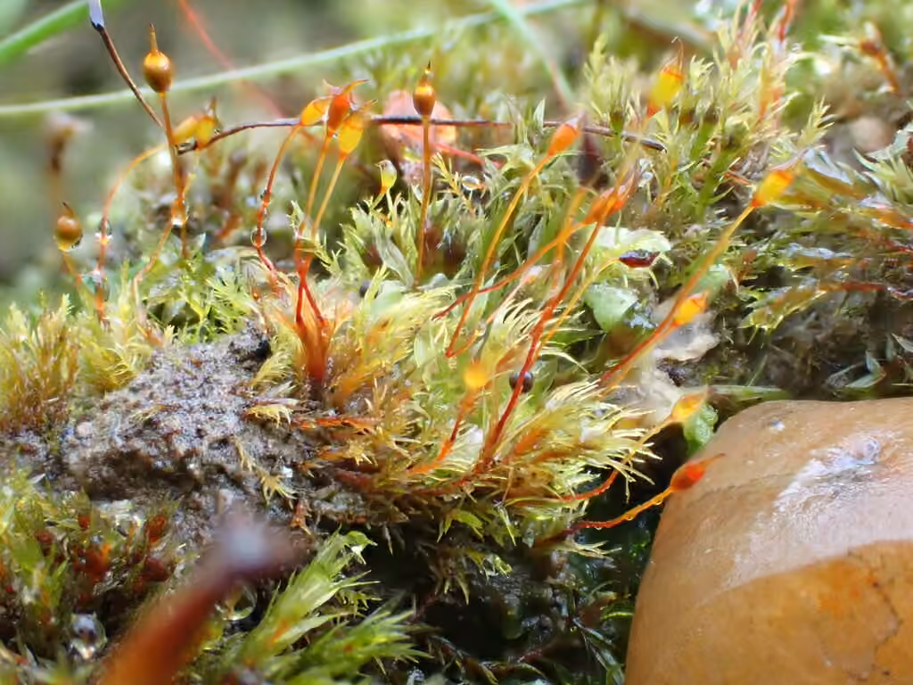 Red forklet moss, photo 2 of 5