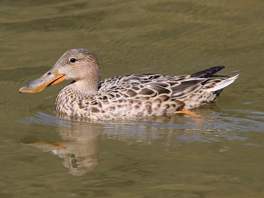 Northern Shoveler, photo 3 of 5
