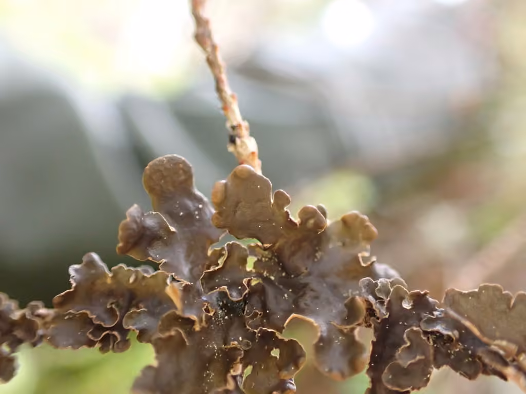 Naked Kidney Lichen, photo 3 of 5