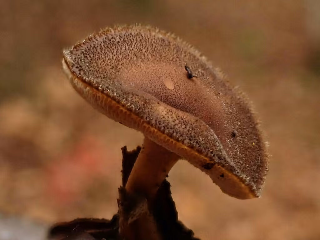 Polypore d'hiver, photo 3 sur 5