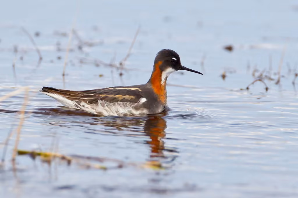 Red-necked Phalarope, photo 3 of 5