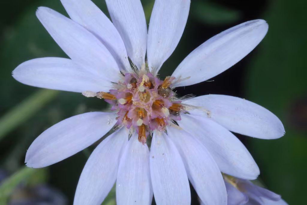 Aster à feuilles cordées, En fleurs