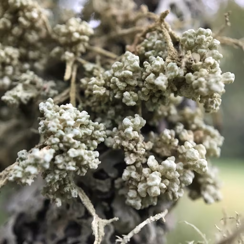 Witch's butter