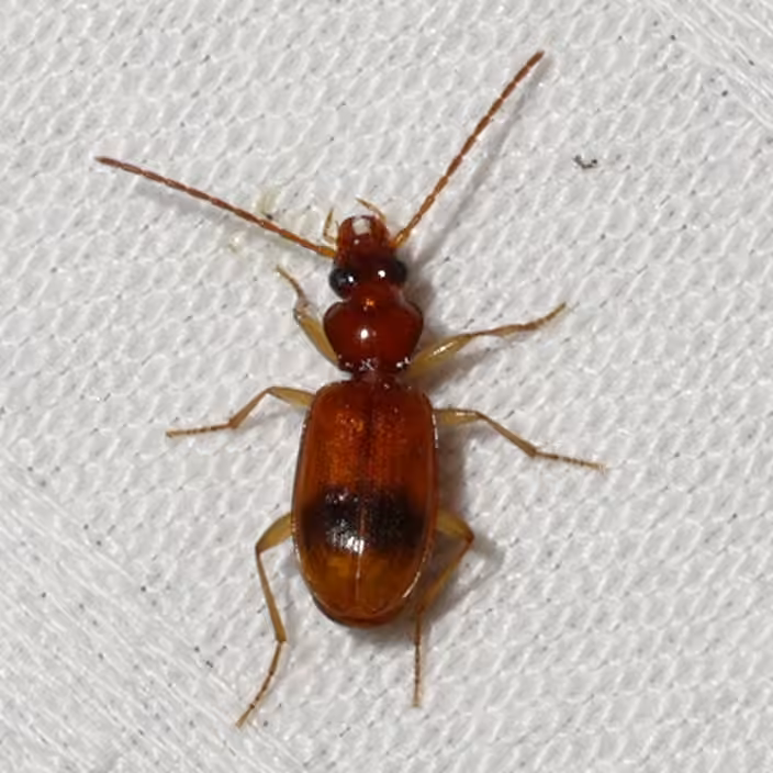 Discus Riverbank Ground Beetle, Adult