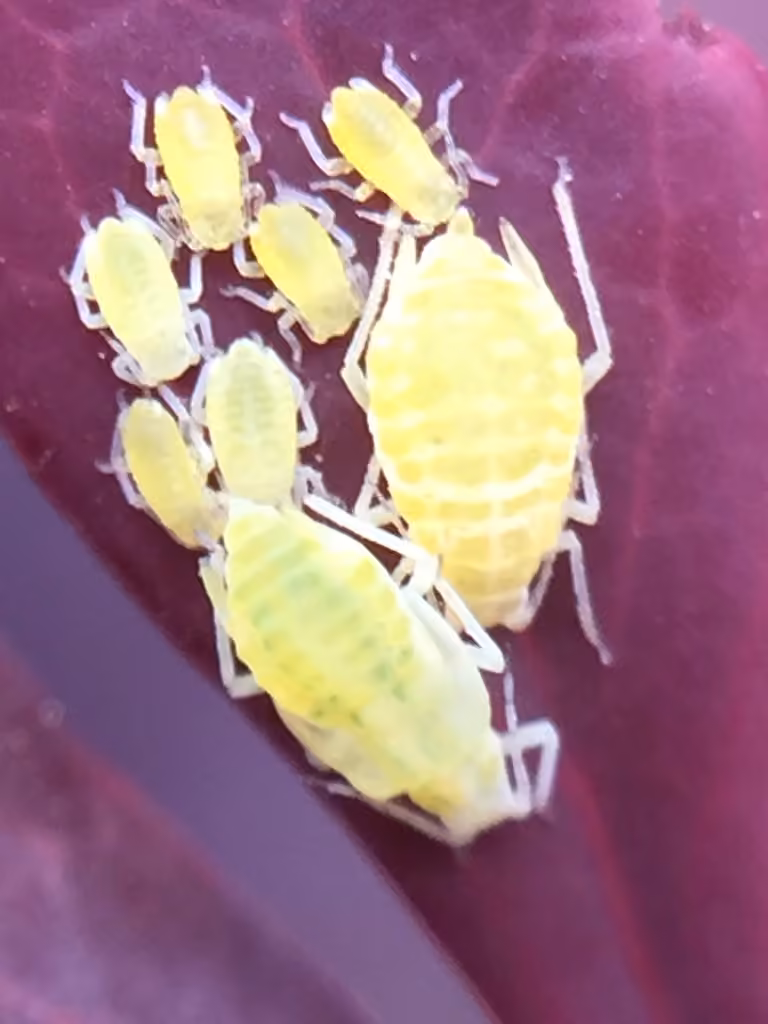 Barberry aphid, photo 1 of 5