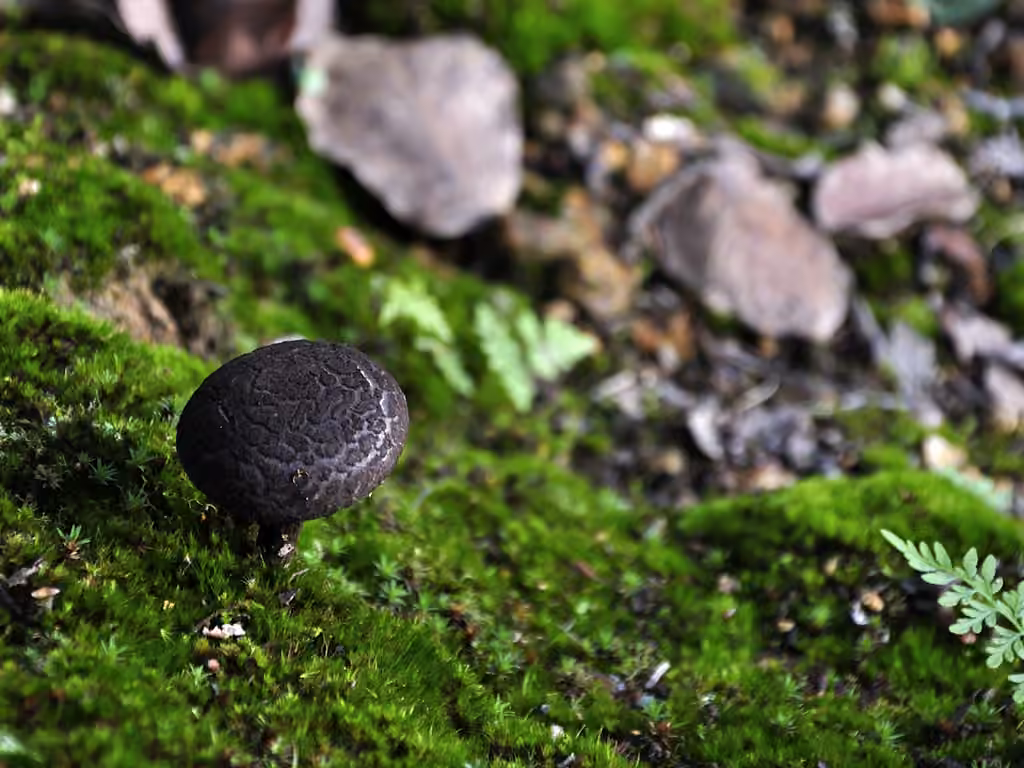 Bolet pomme de pin, photo 2 sur 5