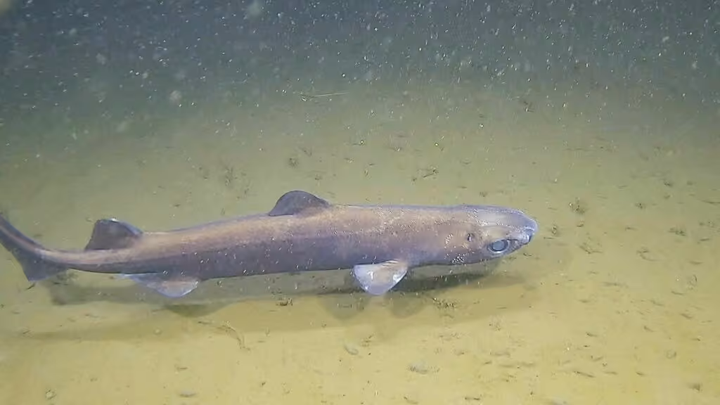 Black Dogfish