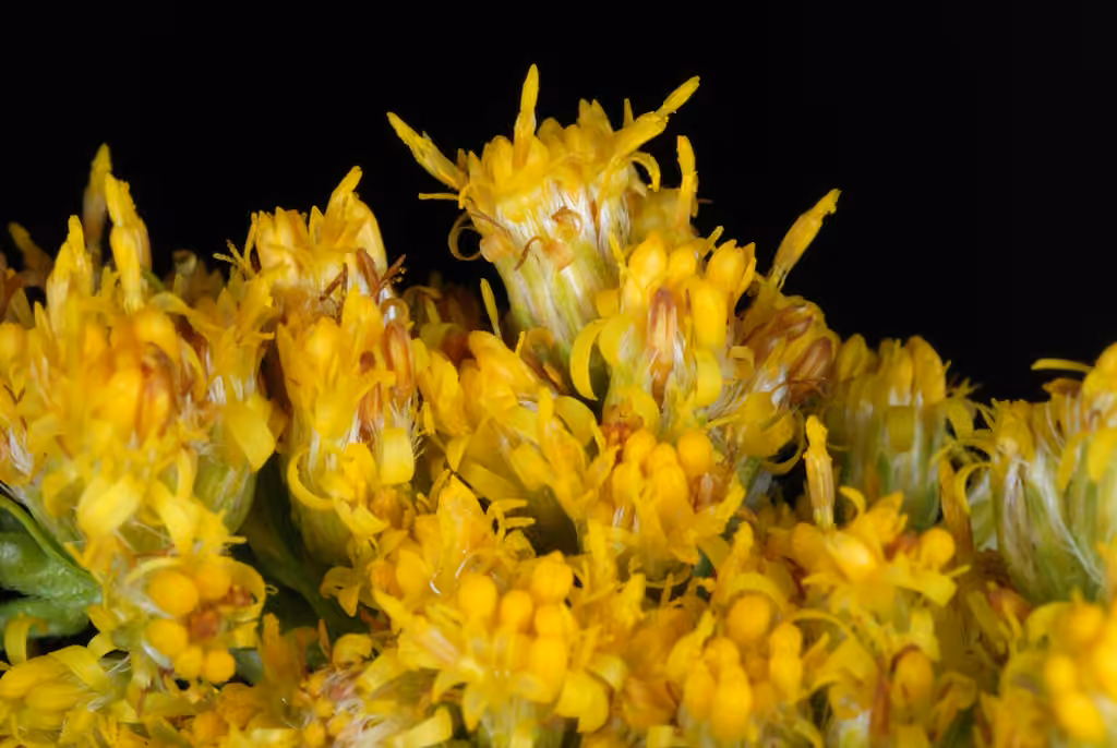 Giant goldenrod, In flower