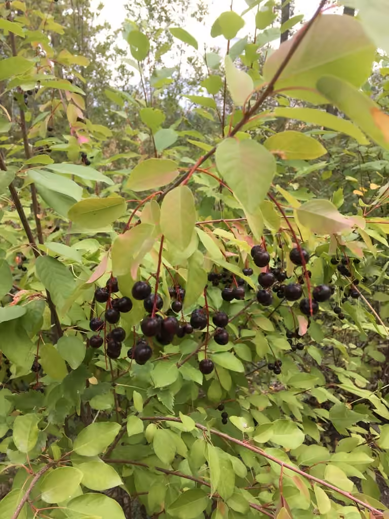 Cerisier de Virginie, En fruits