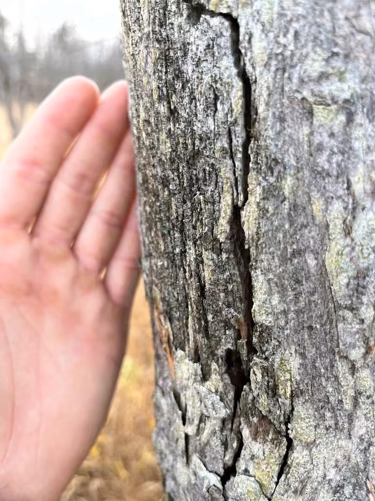 Yellow Collar Stubble Lichen, photo 2 of 5