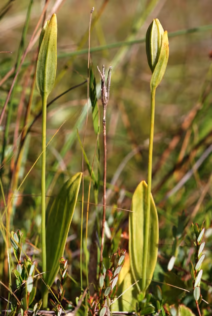 Snakemouth orchid, In fruit