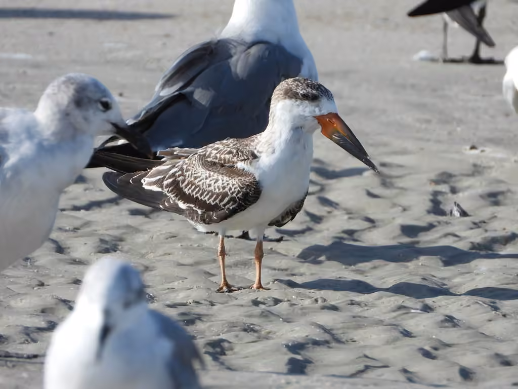 Black Skimmer, Juvenile