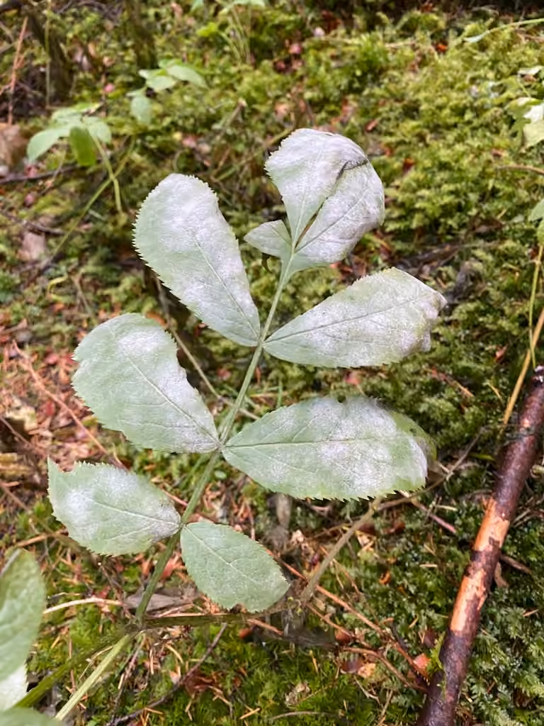 Oïdium du sureau, photo 1 sur 5