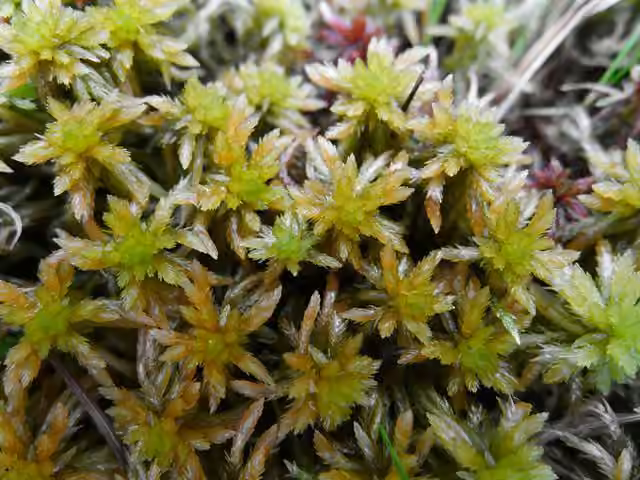 Fulvous peat moss, photo 1 of 5