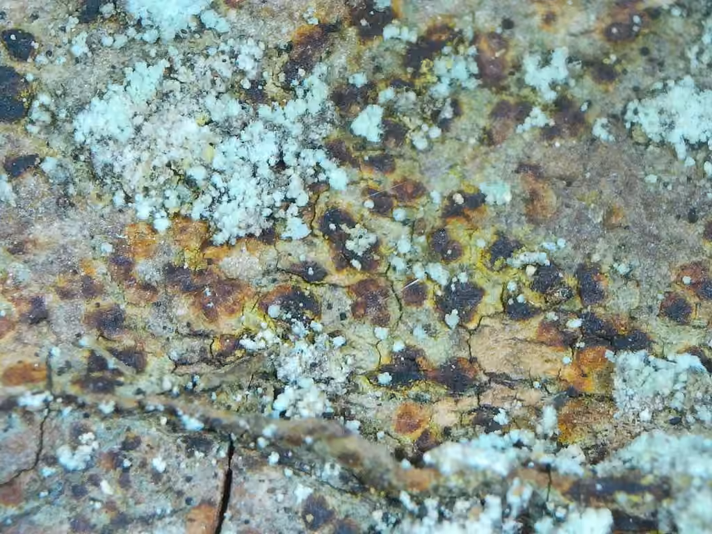 Wine-red comma lichen, photo 3 of 5
