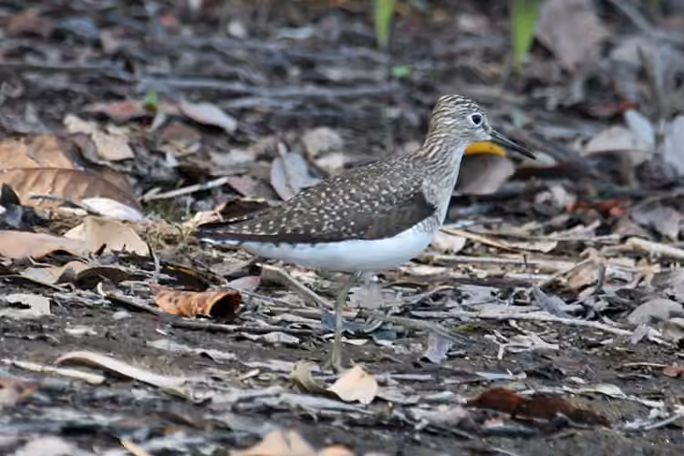 Solitary Sandpiper, photo 3 of 5