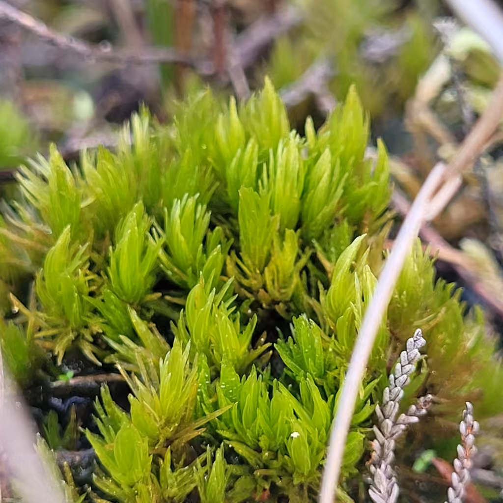 Dicrane ondulé