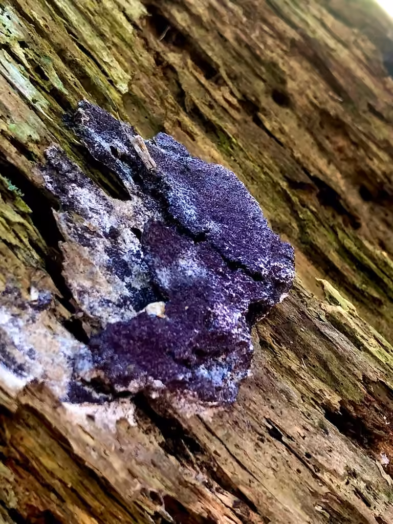 Nectriopsis violacea, photo 3 sur 5