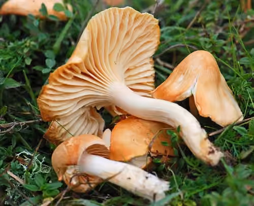 Hygrophore des prés