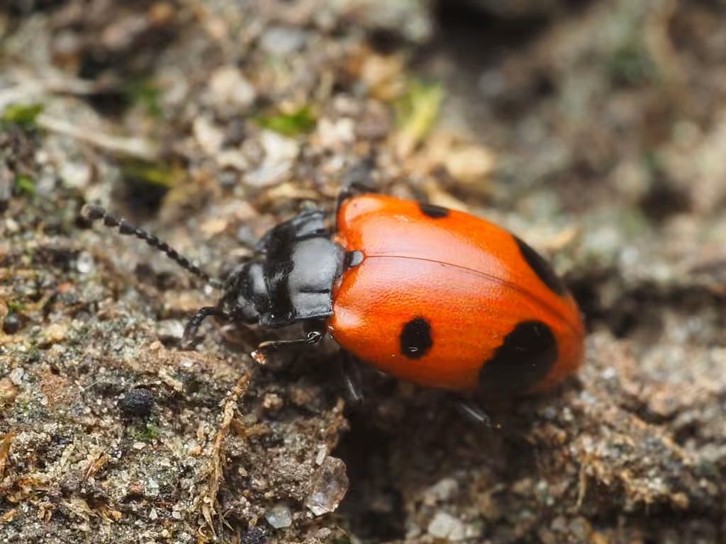 Two-spotted Handsome Fungus Beetle, Adult