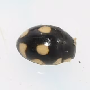 Coccinelle des octaves, Femelle adulte