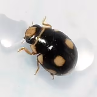 Coccinelle des octaves, Mâle adulte