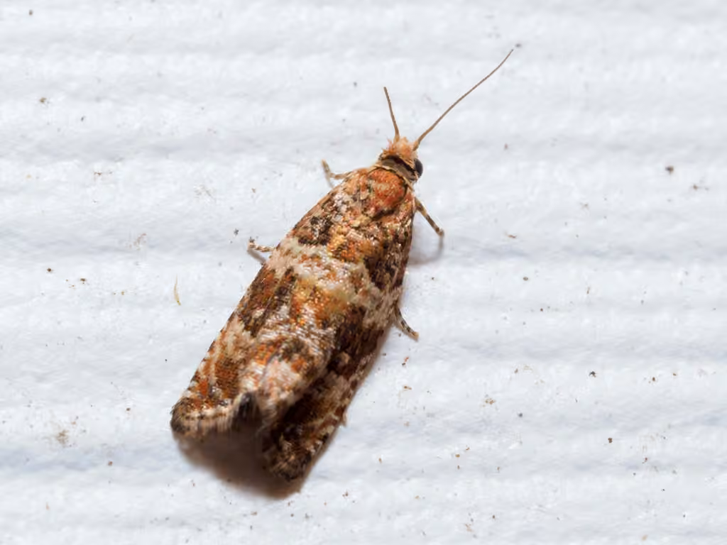 Celypha Moth, Adult