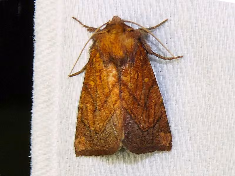Sensitive Fern Borer Moth, photo 2 sur 5