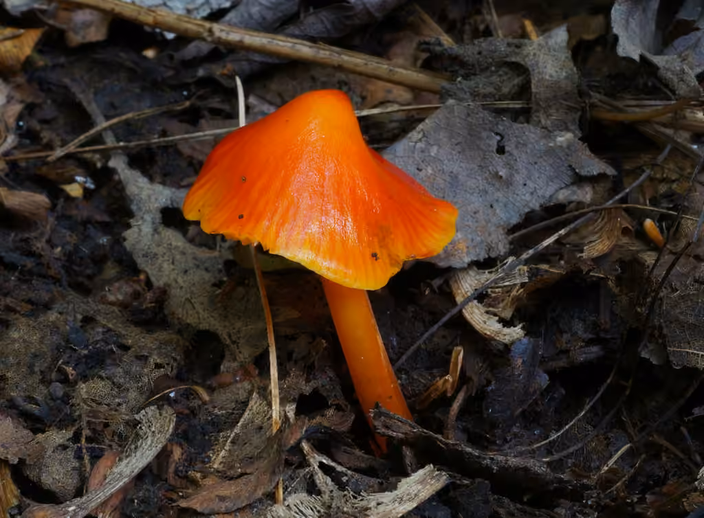 Bitter Waxcap, photo 3 of 5