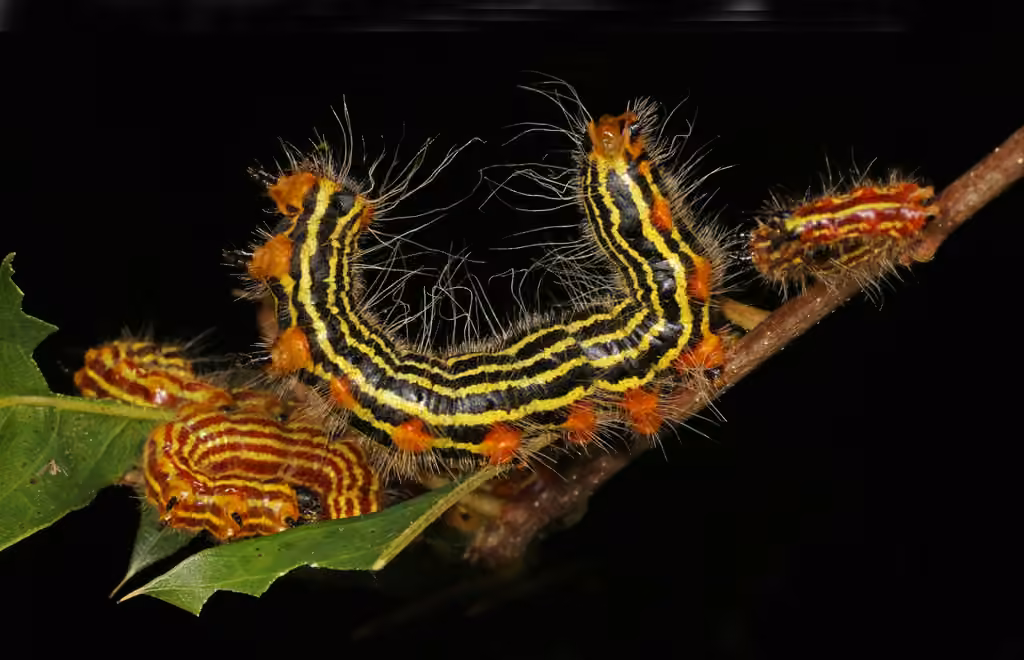 Chenille à col jaune, Chenille
