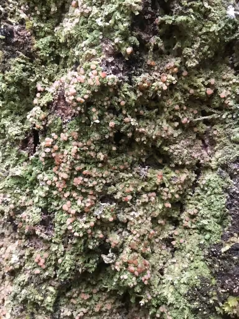 Mycobilimbia carneoalbida, photo 3 of 5