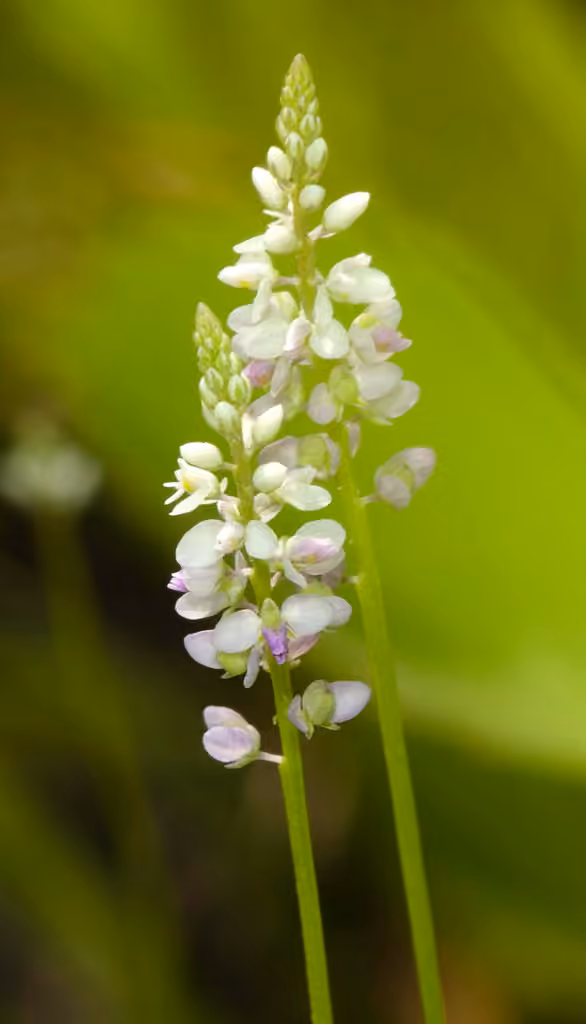 Whorled milkwort, photo 1 sur 5