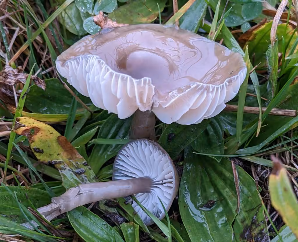 Slimy Waxcap, photo 3 of 5