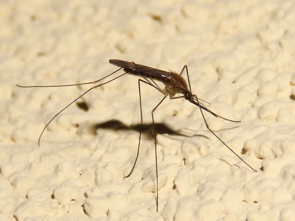 North American Malaria Mosquito, photo 1 of 5