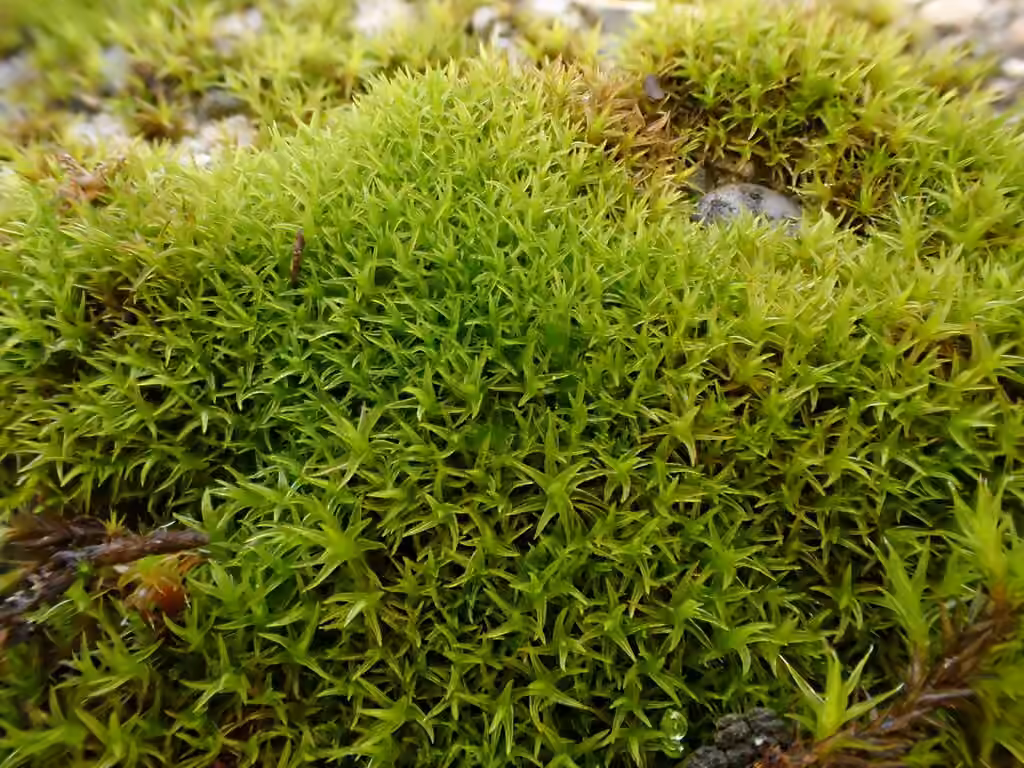 Rigid didymodon moss, photo 1 of 5