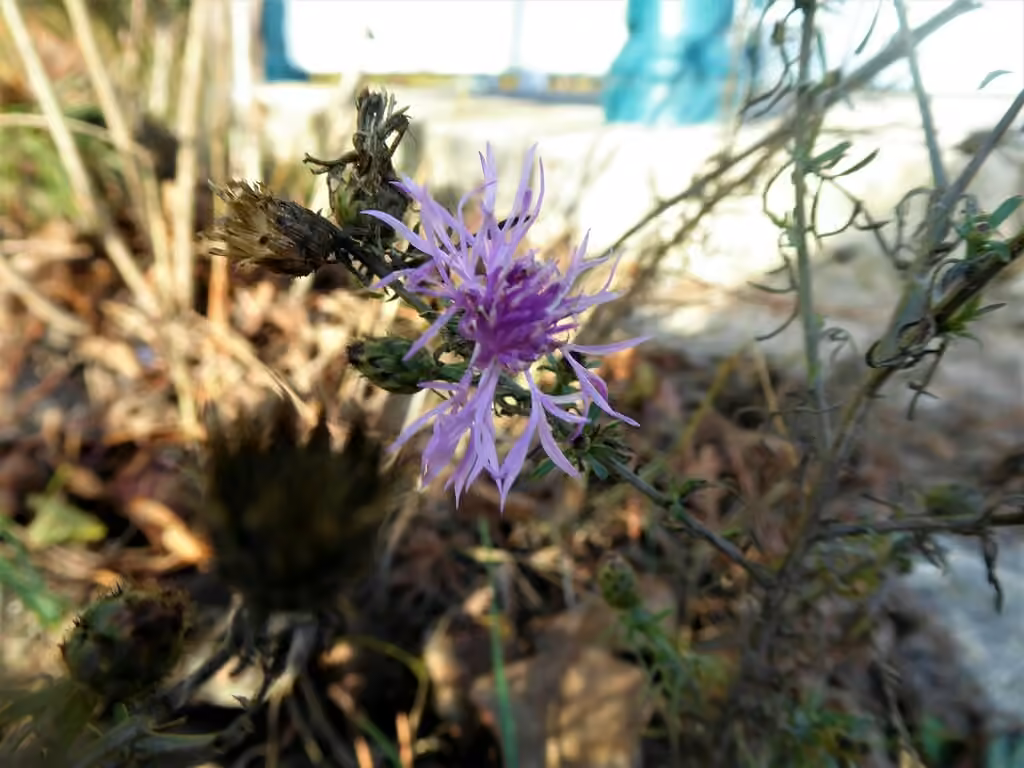 Spotted knapweed, In fruit