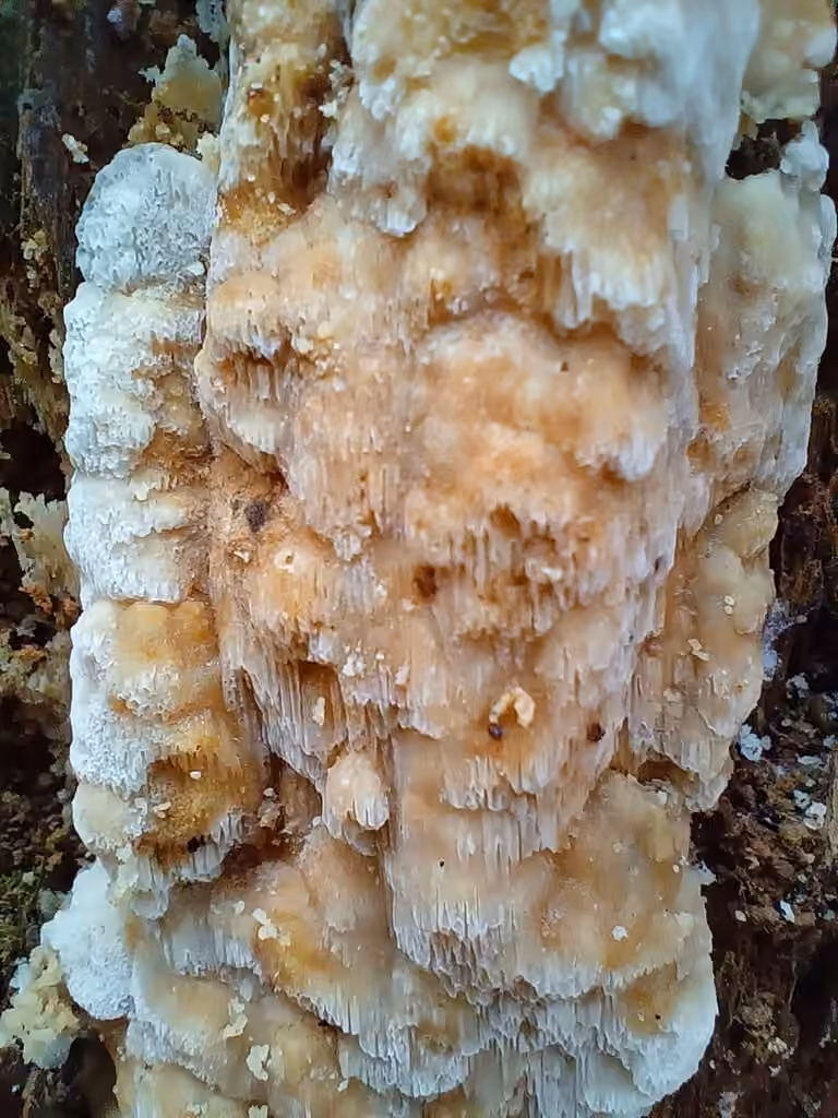 Meripilus vitreus