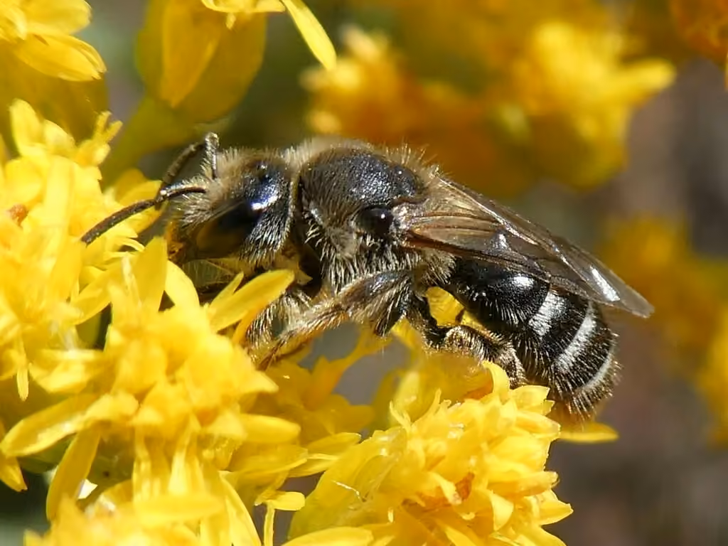 White-banded Sweat Bee, Female