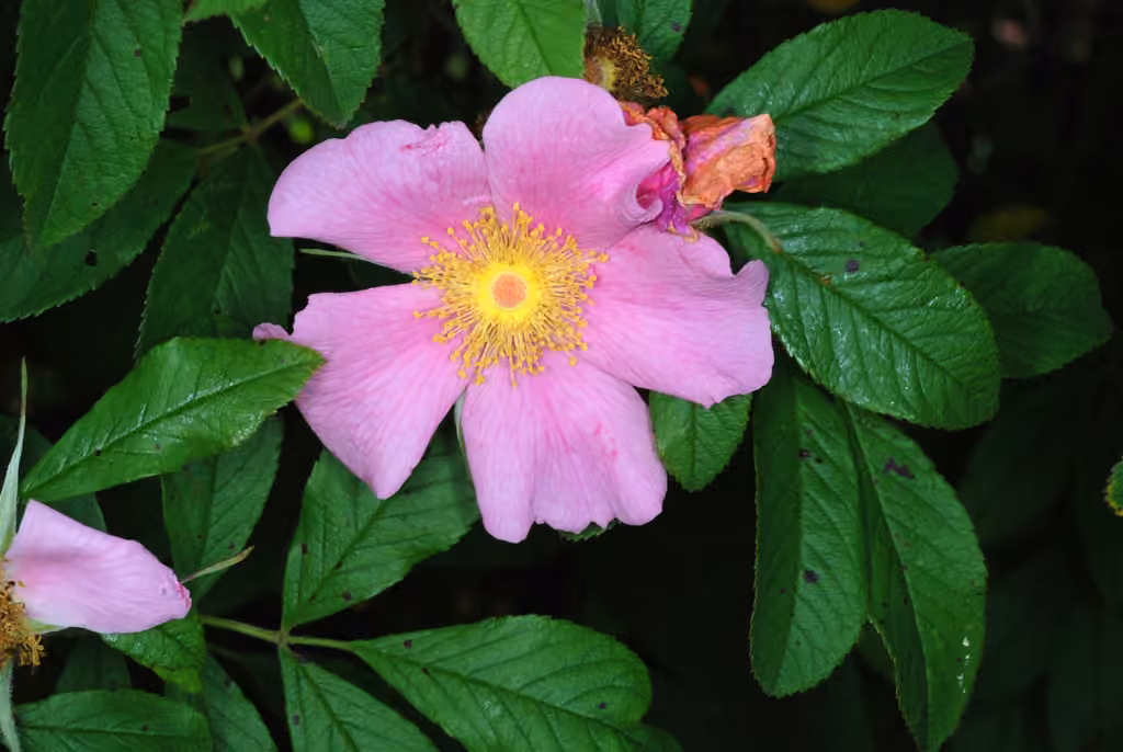 Rosier palustre, En fleurs