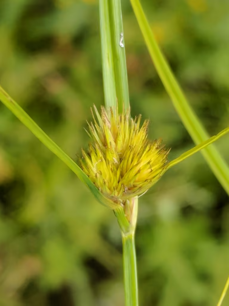 Carex compact, photo 3 sur 5