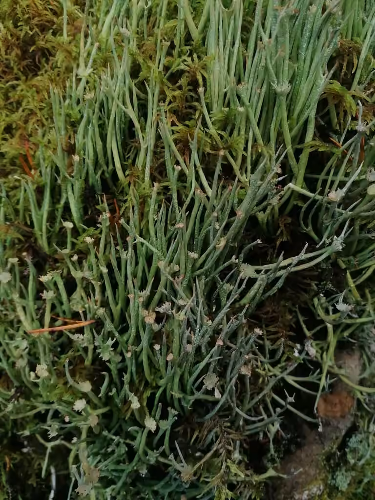 Giant Cladonia Lichen, photo 2 of 5
