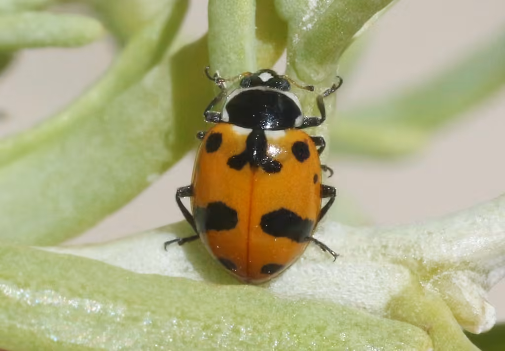 Coccinelle glaciale, photo 2 sur 5
